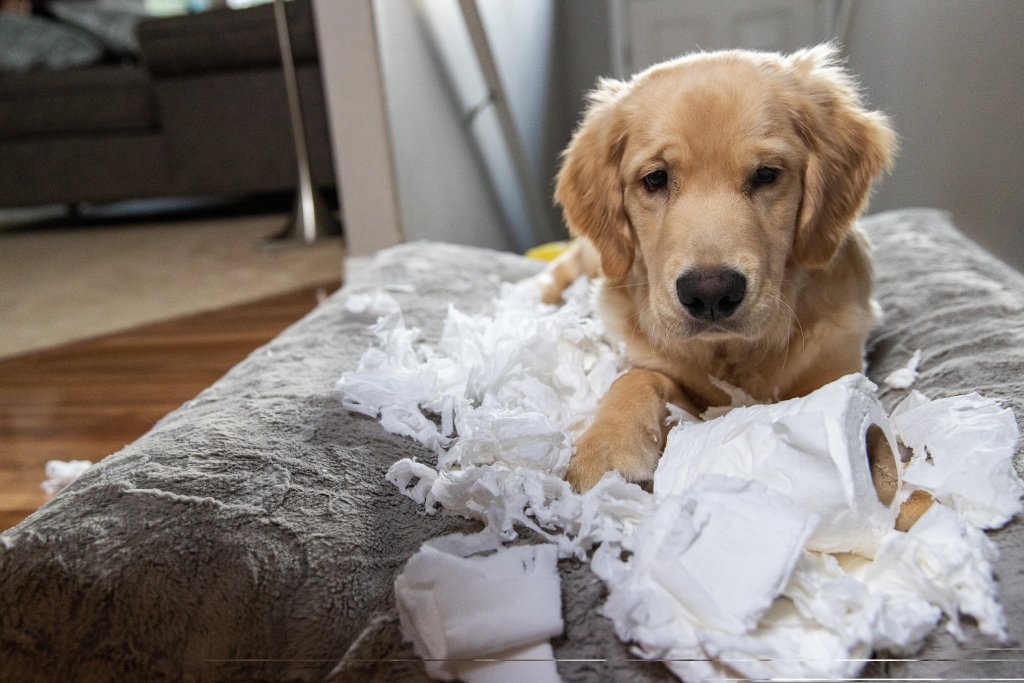 separation anxiety - the dog looks guilty after displaying destructive behaviour